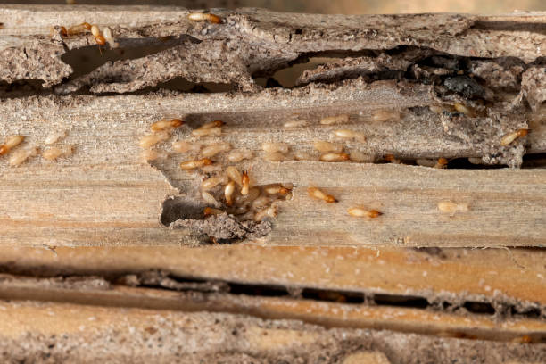 Best Flea Control Services  in Kingston Springs, TN